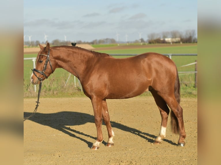 Poney de selle allemand Hongre 4 Ans 145 cm Alezan in Geilenkirchen