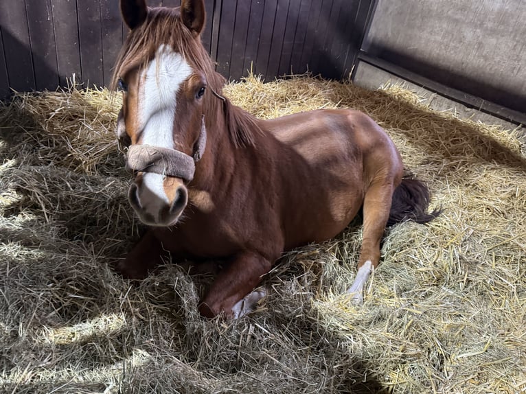 Poney de selle allemand Hongre 4 Ans 145 cm Alezan in Treuenbrietzen