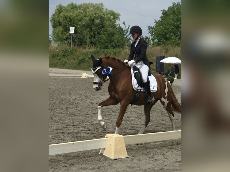 Poney de selle allemand Hongre 4 Ans 145 cm Alezan in Weinheim