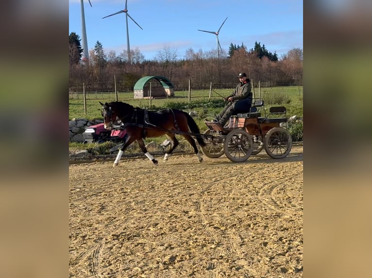 Poney de selle allemand Hongre 4 Ans 145 cm Bai in Heinzenbach