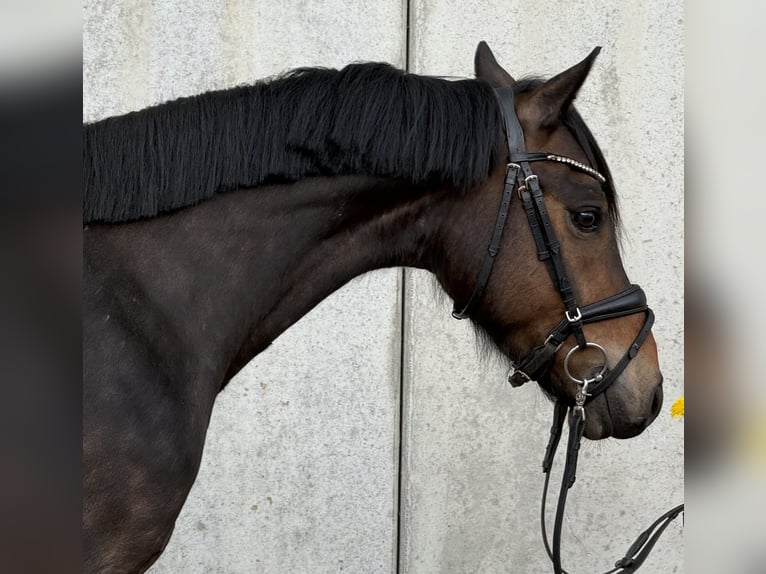 Poney de selle allemand Hongre 4 Ans 145 cm Bai brun in Treuenbrietzen