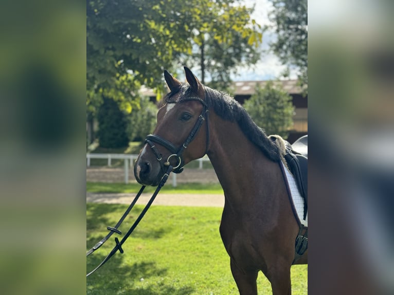 Poney de selle allemand Hongre 4 Ans 145 cm Bai in Schönhorst