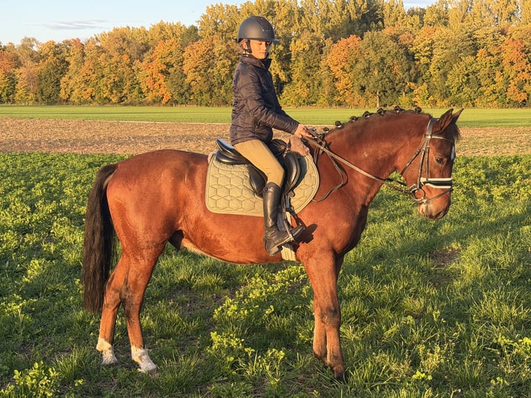 Poney de selle allemand Croisé Hongre 4 Ans 145 cm Bai in Riedlingen