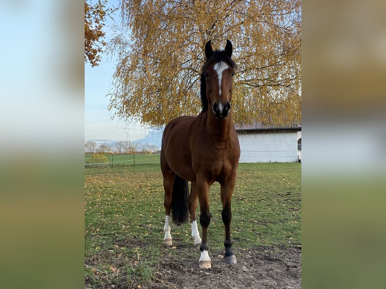 Poney de selle allemand Hongre 4 Ans 145 cm Bai in Neuferchau