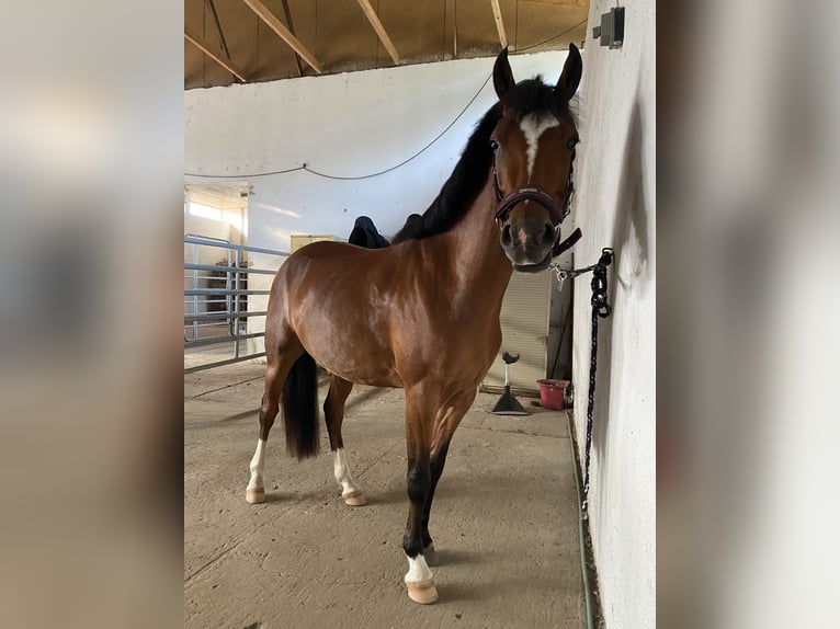 Poney de selle allemand Hongre 4 Ans 145 cm Bai in Neuferchau