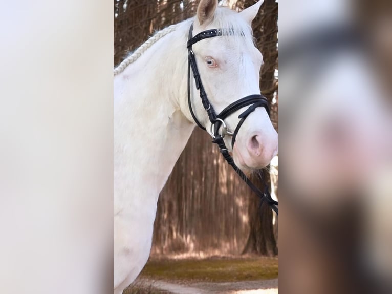 Poney de selle allemand Hongre 4 Ans 145 cm Cremello in Warendorf