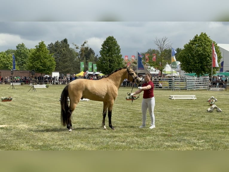 Poney de selle allemand Hongre 4 Ans 145 cm Isabelle in Werneuchen