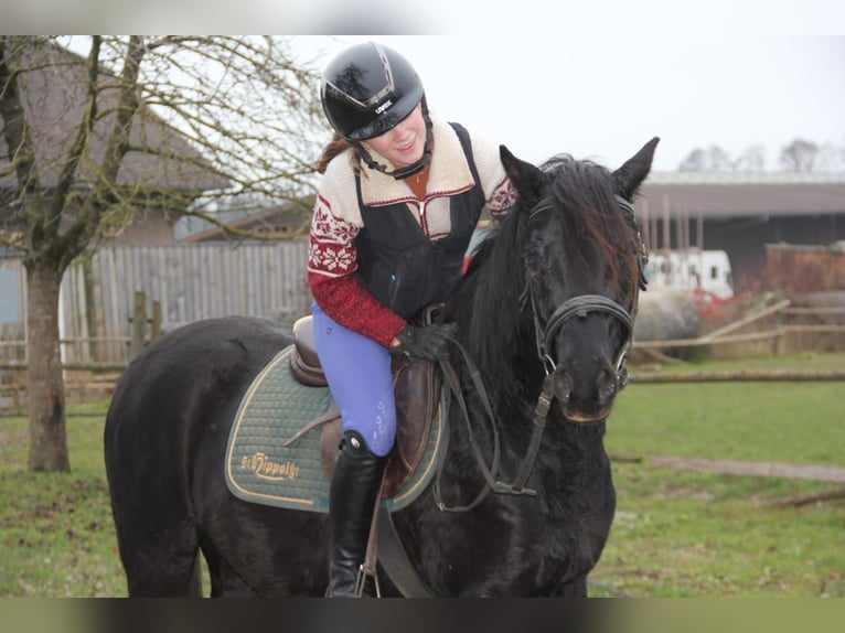 Poney de selle allemand Hongre 4 Ans 145 cm Noir in Mudau