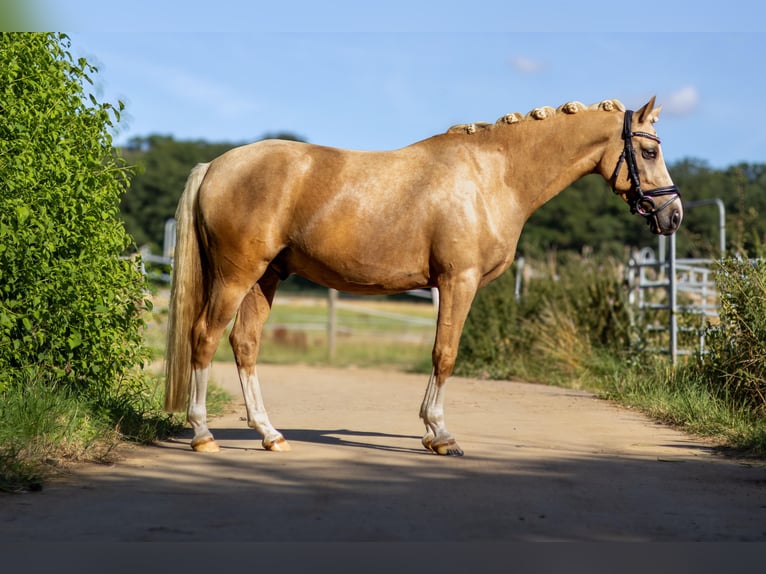 Poney de selle allemand Hongre 4 Ans 145 cm Palomino in Perl