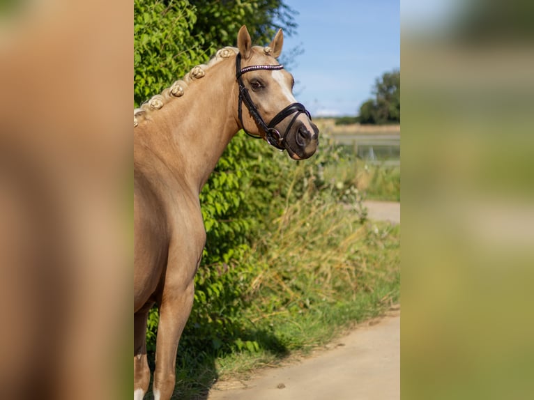 Poney de selle allemand Hongre 4 Ans 145 cm Palomino in Perl