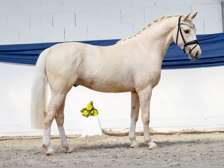 Poney de selle allemand Hongre 4 Ans 145 cm Palomino in Marsberg