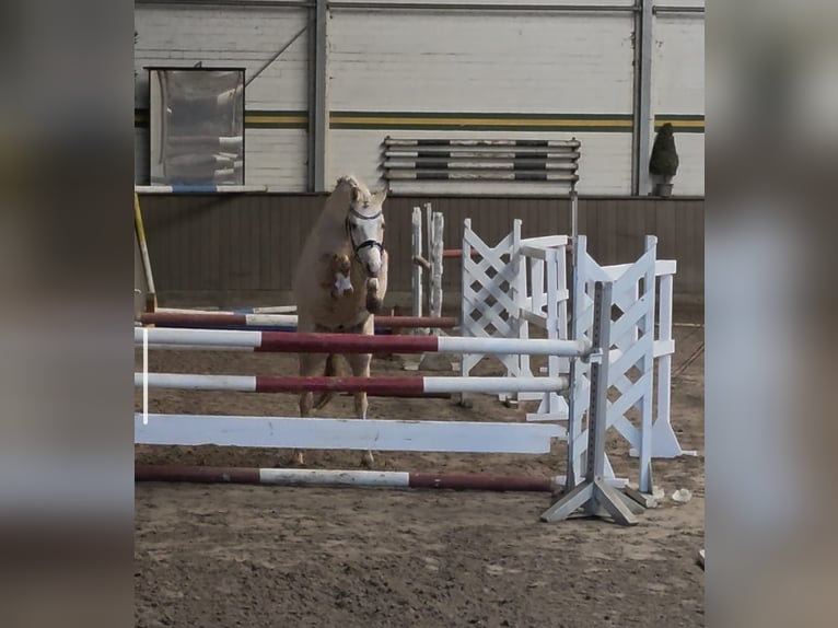 Poney de selle allemand Hongre 4 Ans 145 cm Palomino in Treuenbrietzen
