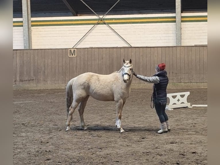 Poney de selle allemand Hongre 4 Ans 145 cm Palomino in Treuenbrietzen