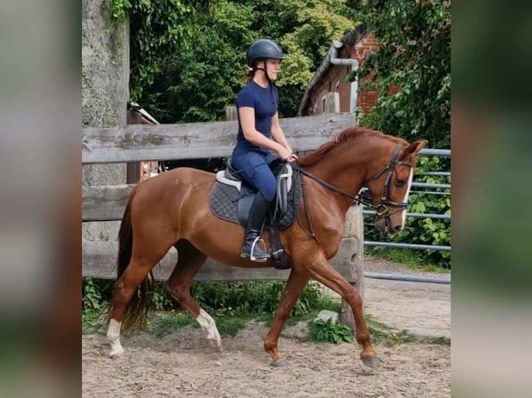 Poney de selle allemand Hongre 4 Ans 146 cm Alezan in Ritterhude
