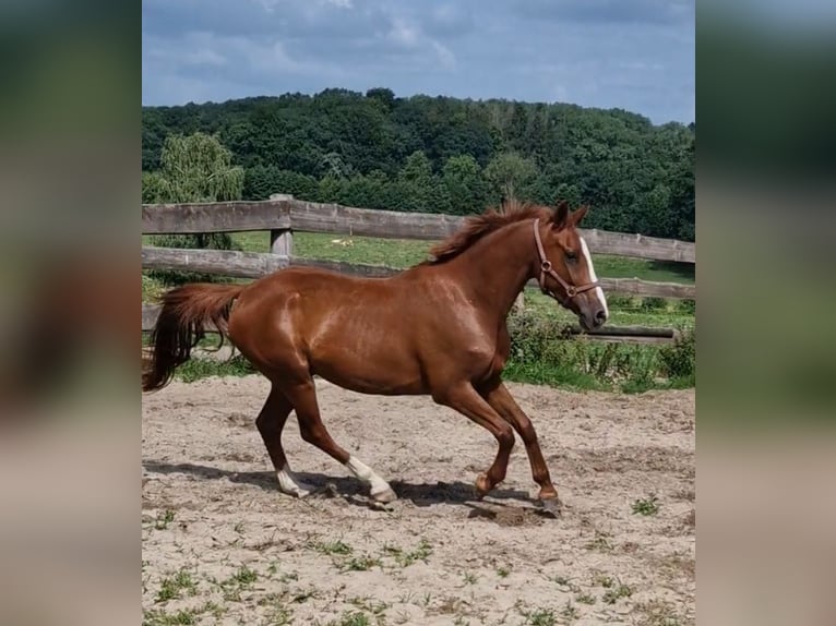 Poney de selle allemand Hongre 4 Ans 146 cm Alezan in Ritterhude