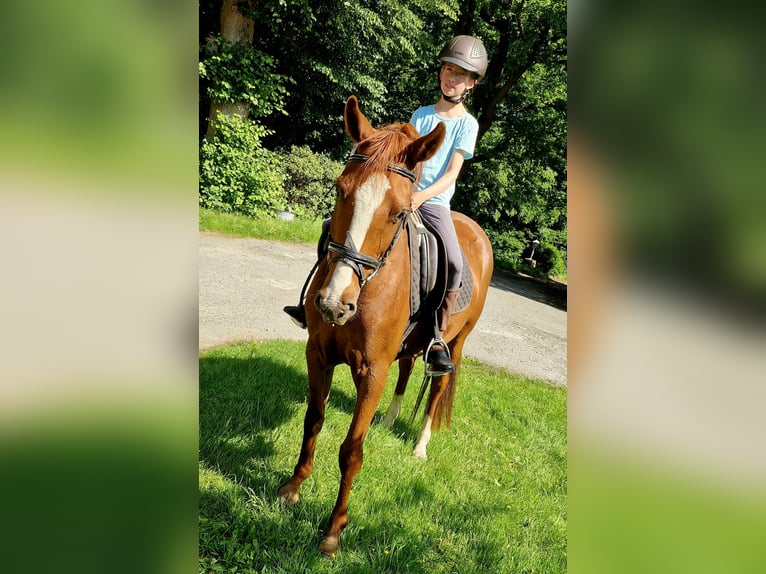 Poney de selle allemand Hongre 4 Ans 146 cm Alezan in Ritterhude