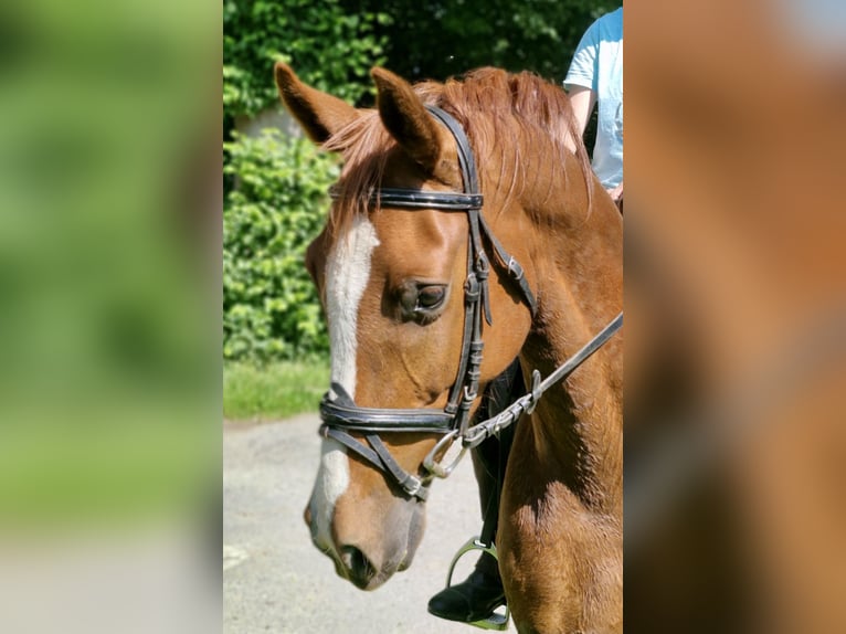 Poney de selle allemand Hongre 4 Ans 146 cm Alezan in Ritterhude