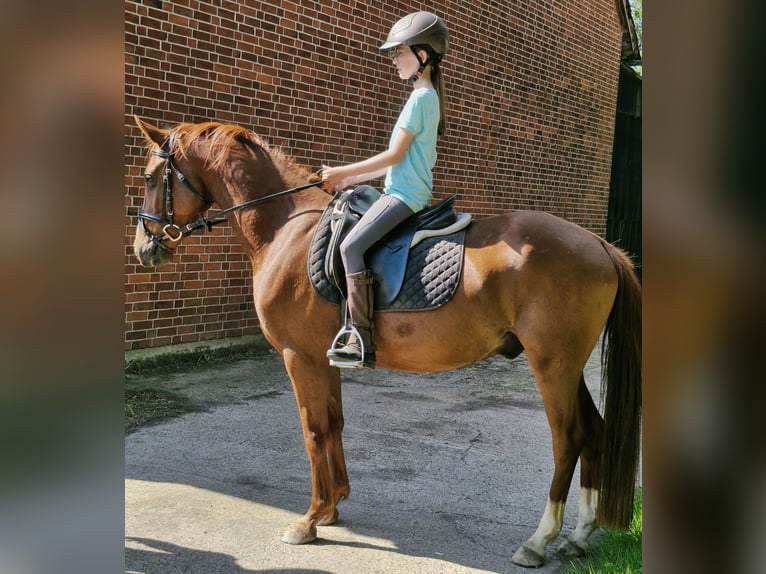 Poney de selle allemand Hongre 4 Ans 146 cm Alezan in Ritterhude