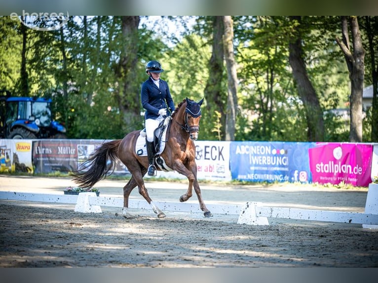 Poney de selle allemand Hongre 4 Ans 146 cm Alezan in Stemwede