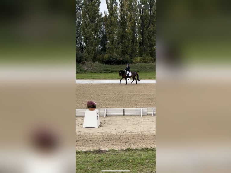 Poney de selle allemand Hongre 4 Ans 146 cm Bai brun in Parthenstein