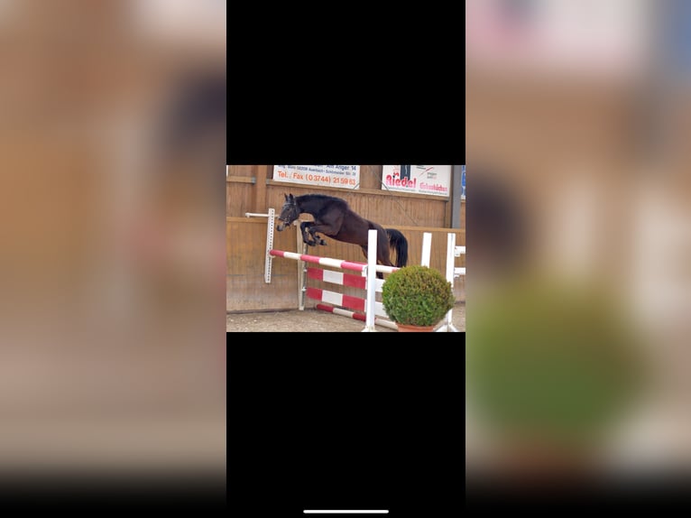 Poney de selle allemand Hongre 4 Ans 146 cm Bai brun in Parthenstein