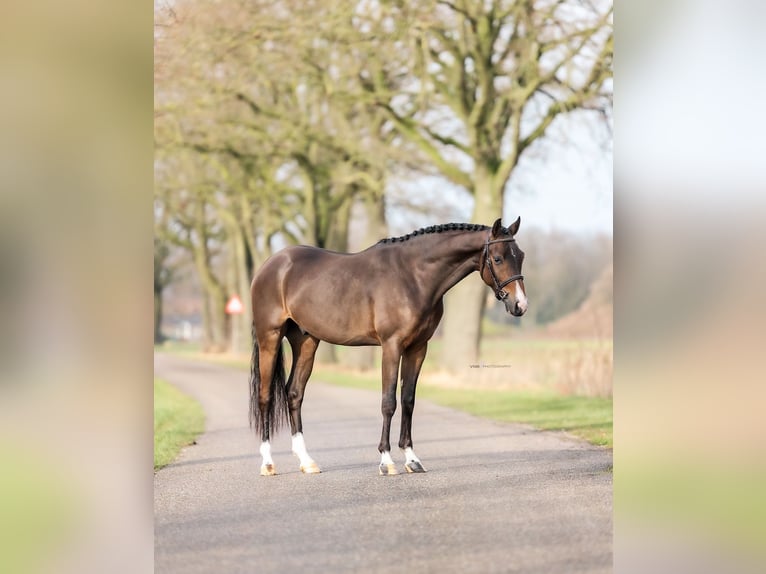 Poney de selle allemand Hongre 4 Ans 146 cm Bai brun in Asten