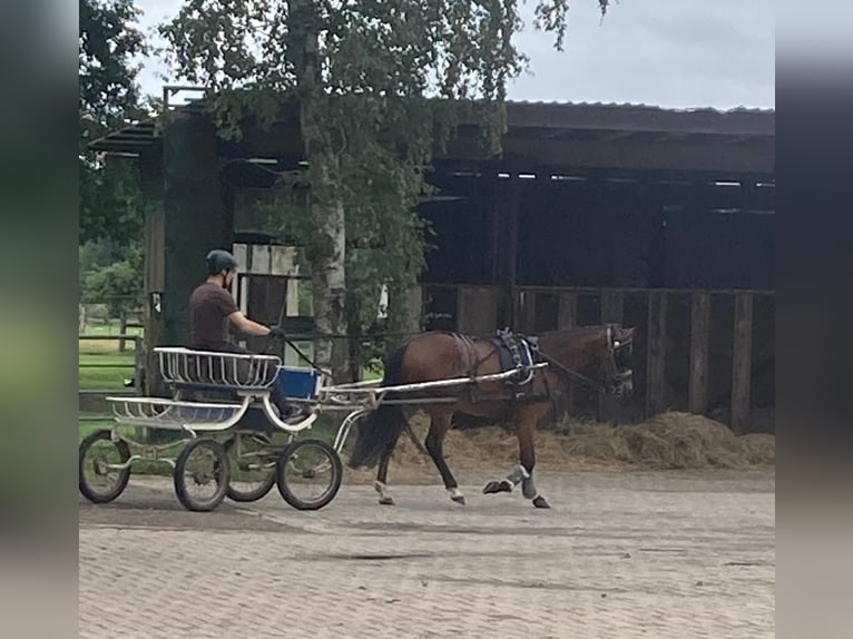 Poney de selle allemand Hongre 4 Ans 146 cm Bai in Bakum