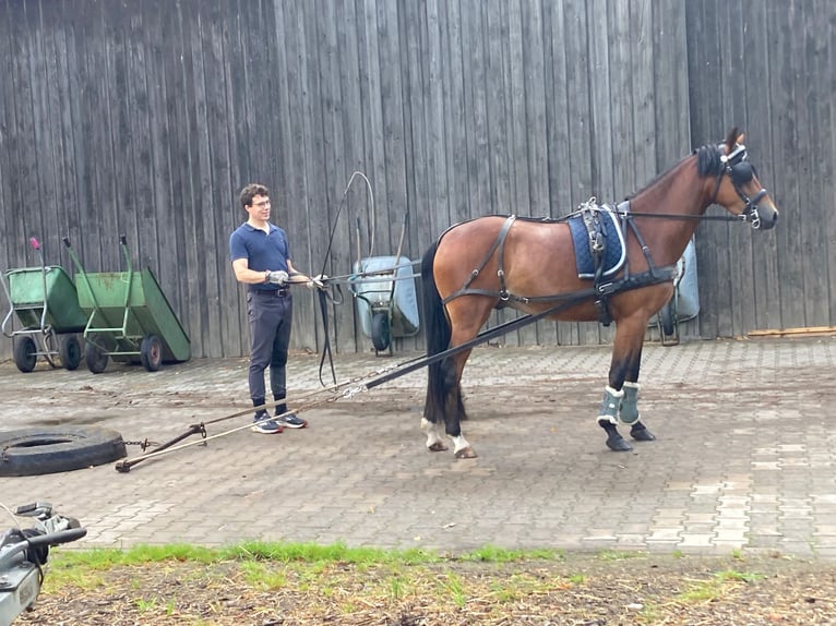 Poney de selle allemand Hongre 4 Ans 146 cm Bai in Bakum