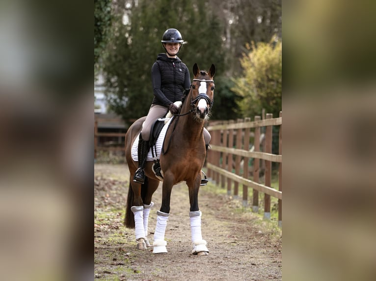 Poney de selle allemand Hongre 4 Ans 146 cm Bai in Lünen