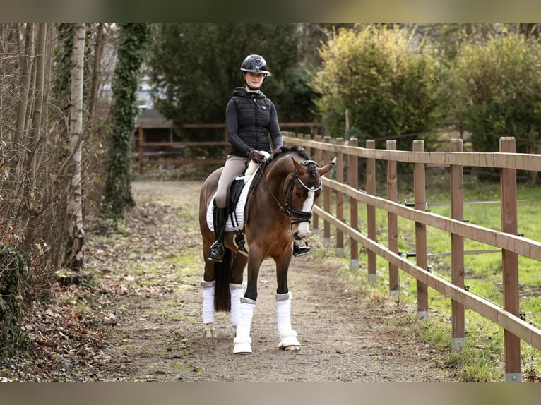 Poney de selle allemand Hongre 4 Ans 146 cm Bai in Lünen