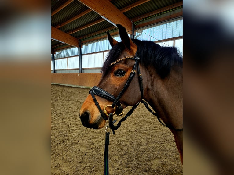 Poney de selle allemand Hongre 4 Ans 146 cm Bai in Frelsdorf