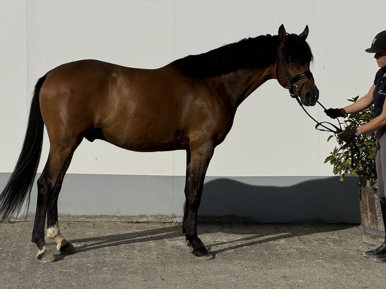 Poney de selle allemand Hongre 4 Ans 146 cm Bai in Vettweiß