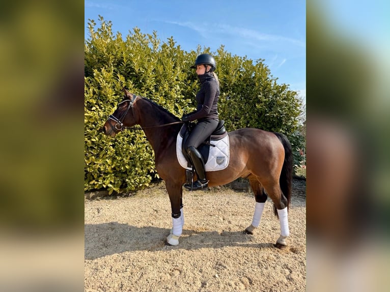 Poney de selle allemand Hongre 4 Ans 146 cm Bai in ZangbergZangberg