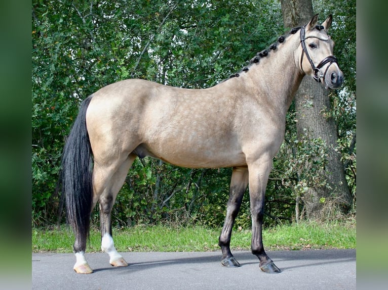 Poney de selle allemand Hongre 4 Ans 146 cm Buckskin in Haren