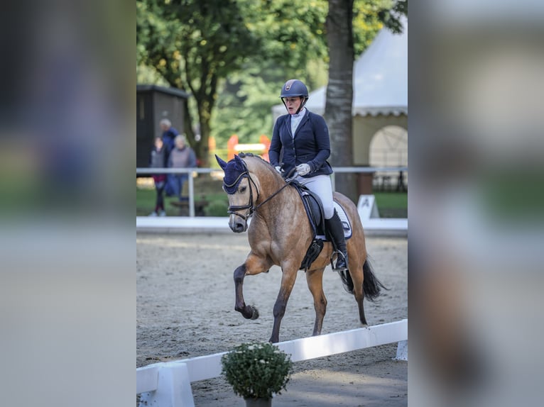 Poney de selle allemand Hongre 4 Ans 146 cm Buckskin in Haren