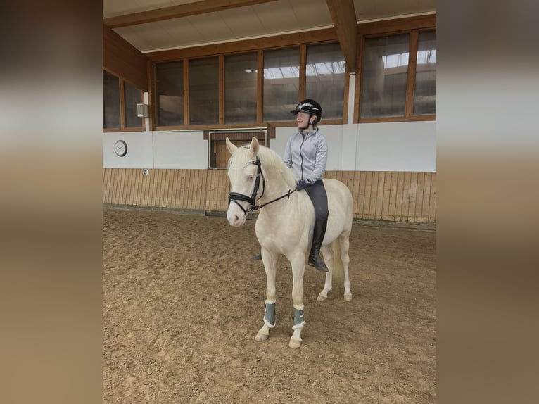 Poney de selle allemand Hongre 4 Ans 146 cm  in Hemer