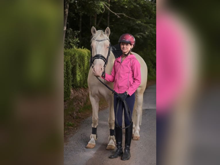 Poney de selle allemand Hongre 4 Ans 146 cm Cremello in Warendorf