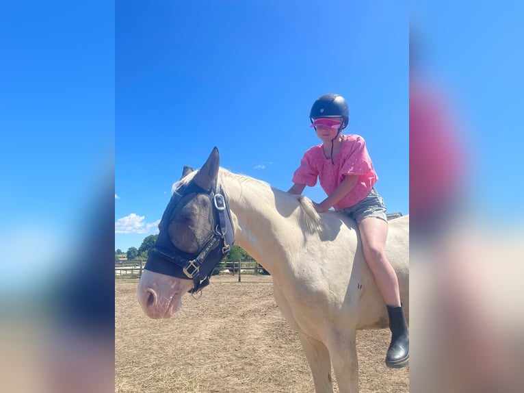 Poney de selle allemand Hongre 4 Ans 146 cm Cremello in Süsel