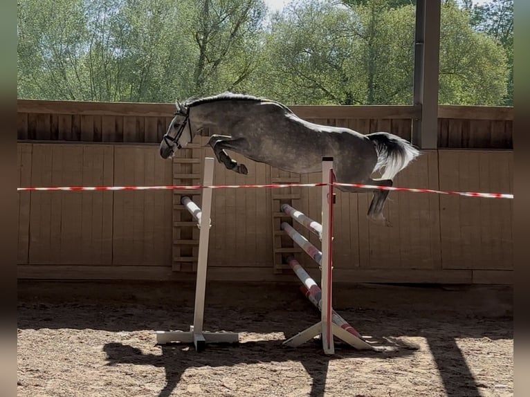 Poney de selle allemand Hongre 4 Ans 146 cm Gris in Bruchsal