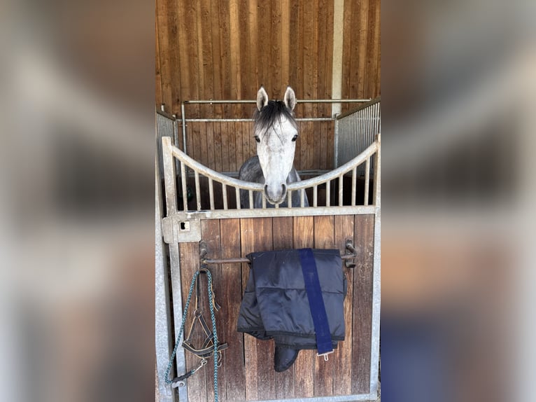 Poney de selle allemand Hongre 4 Ans 146 cm Gris in Bruchsal