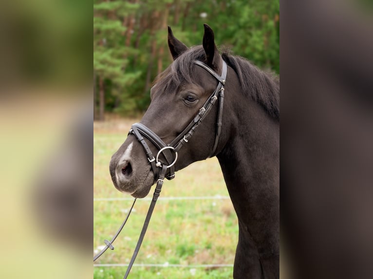Poney de selle allemand Hongre 4 Ans 146 cm Noir in Görzke