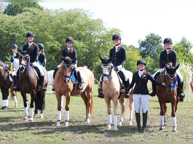Poney de selle allemand Hongre 4 Ans 146 cm Palomino in Stuhr