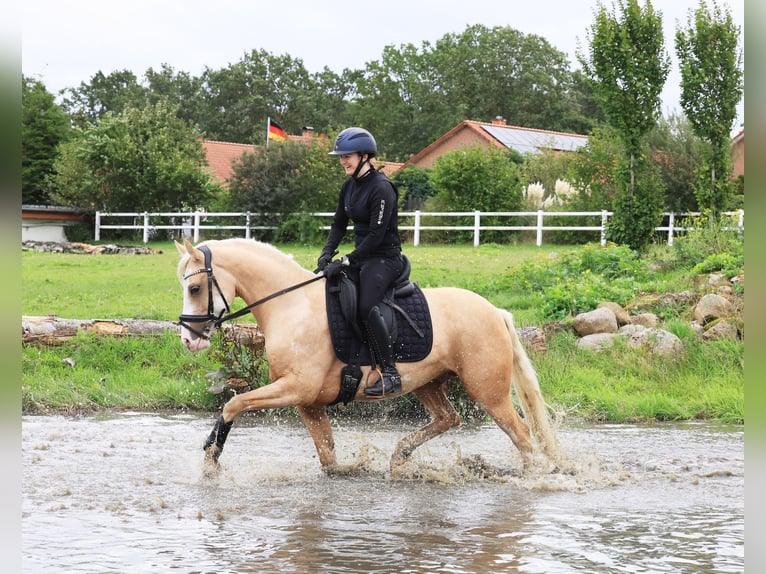 Poney de selle allemand Hongre 4 Ans 146 cm Palomino in Stuhr