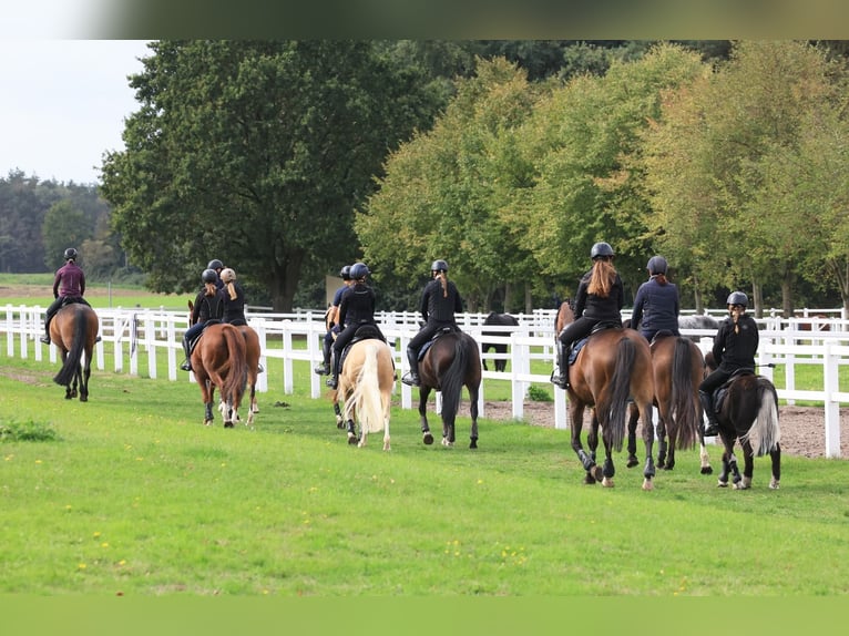 Poney de selle allemand Hongre 4 Ans 146 cm Palomino in Stuhr