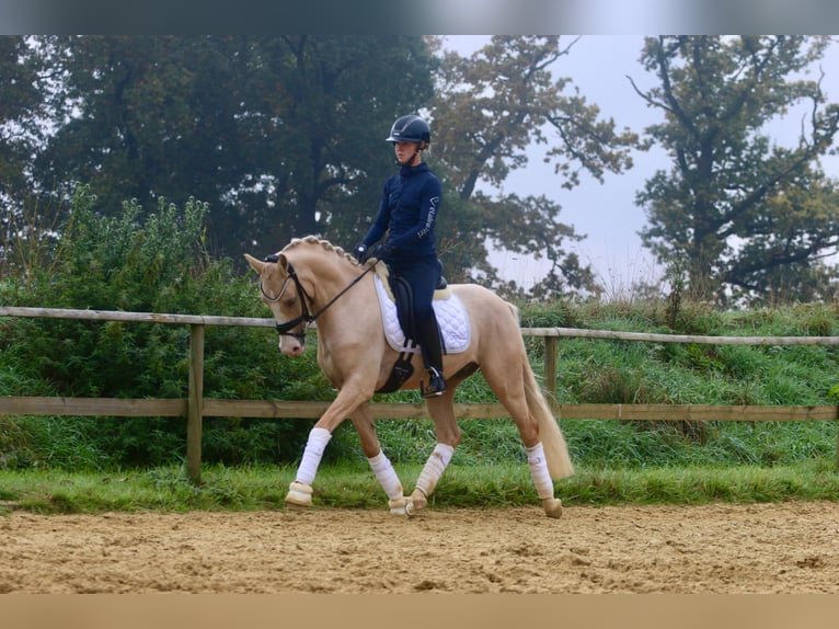 Poney de selle allemand Hongre 4 Ans 146 cm Palomino in NottulnAppelhülsen