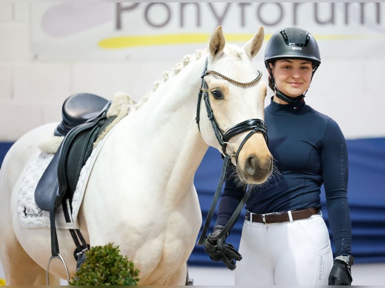 Poney de selle allemand Hongre 4 Ans 146 cm Palomino in Marsberg