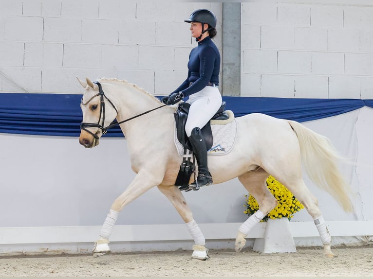 Poney de selle allemand Hongre 4 Ans 146 cm Palomino in Marsberg
