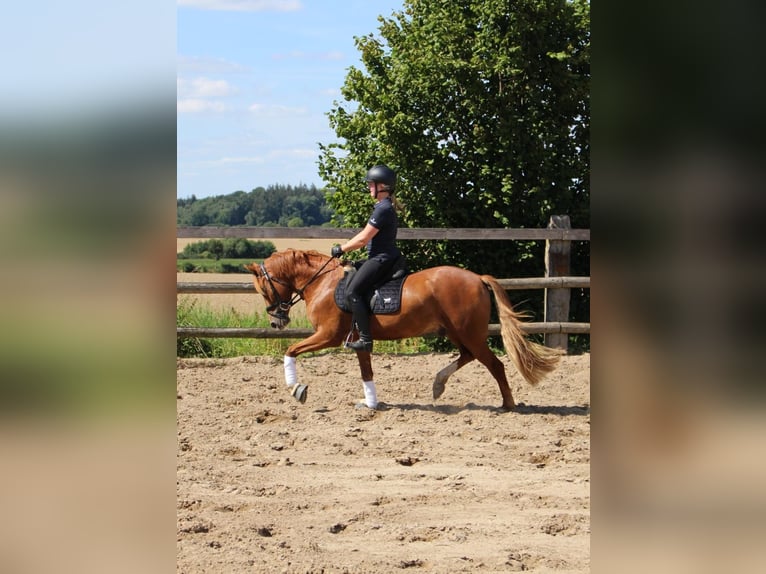 Poney de selle allemand Hongre 4 Ans 147 cm Alezan in Niendorf St.