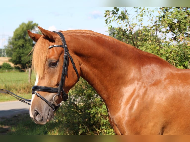 Poney de selle allemand Hongre 4 Ans 147 cm Alezan in Niendorf St.