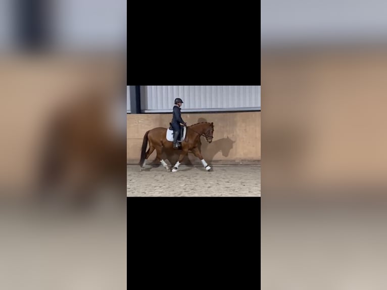 Poney de selle allemand Hongre 4 Ans 147 cm Alezan in Trebbin